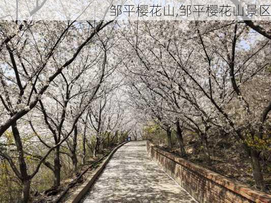 邹平樱花山,邹平樱花山景区-第1张图片-猪头旅行网