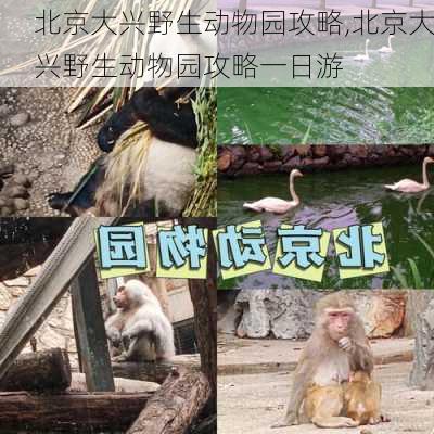 北京大兴野生动物园攻略,北京大兴野生动物园攻略一日游-第2张图片-猪头旅行网